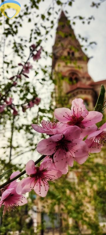 продажа коммунальной квартиры номер A-174309 в Приморском районе, фото номер 7